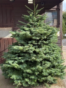 Nordmann Fir (picea abies)