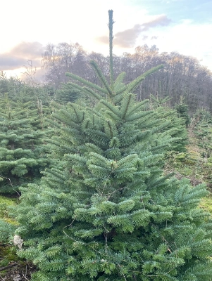 Noble Fir